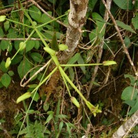 Rubia cordifolia L.